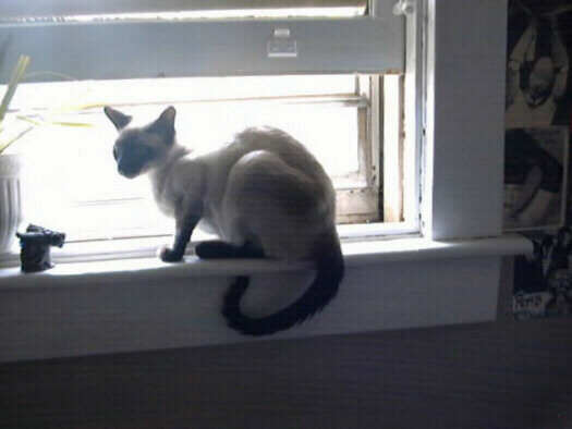 phoebe004.jpg